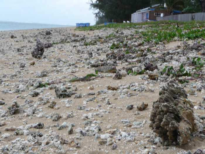 mwanasimba from La Réunion